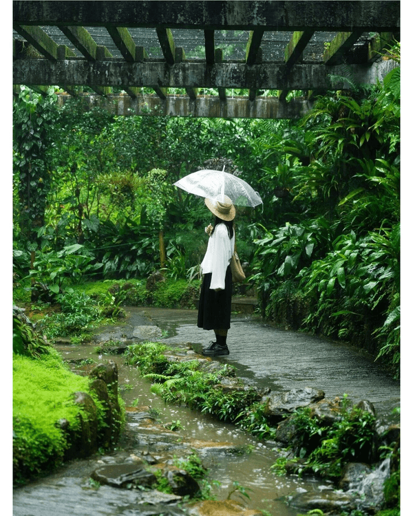深圳落雨3大閒逛好去處☔️漫步植物園、打卡瀑布綠植茶館🍵陰雨天都勁治癒🌱
