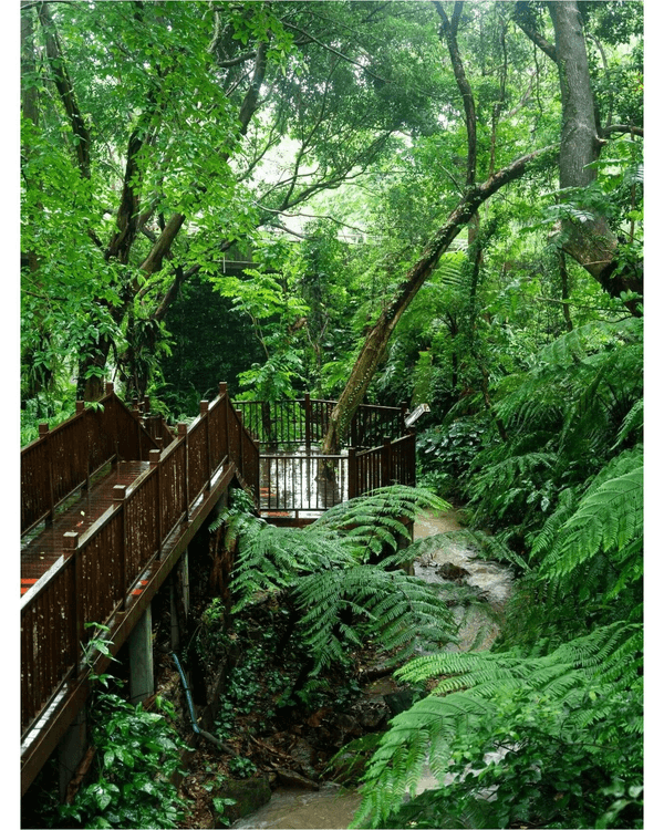 深圳落雨3大閒逛好去處☔️漫步植物園、打卡瀑布綠植茶館🍵陰雨天都勁治癒🌱