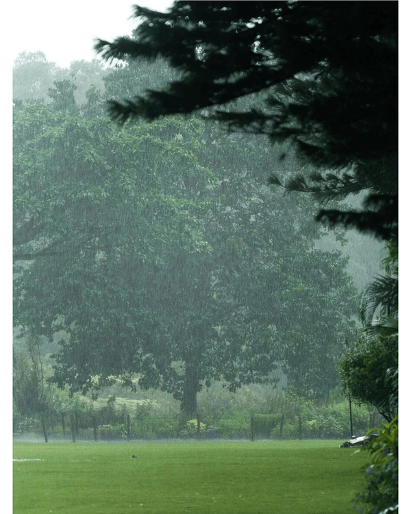 深圳落雨3大閒逛好去處☔️漫步植物園、打卡瀑布綠植茶館🍵陰雨天都勁治癒🌱