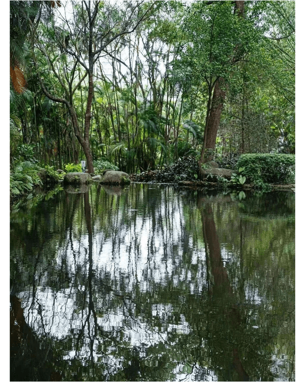 深圳落雨3大閒逛好去處☔️漫步植物園、打卡瀑布綠植茶館🍵陰雨天都勁治癒🌱