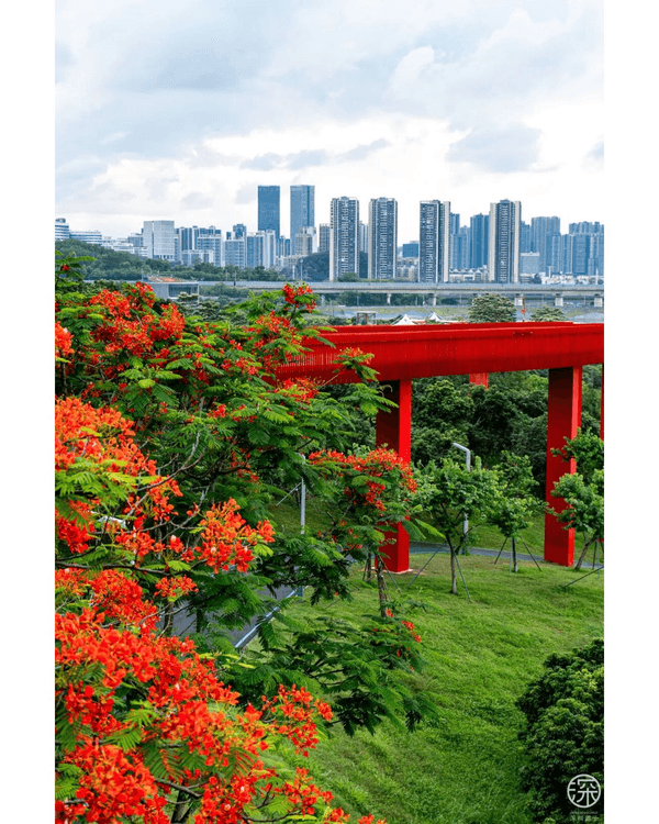 深圳光明區新地標Citywalk🔥4KM紅橋➕️森林古塔放鬆必去🍃仲可以歎埋馳名乳鴿