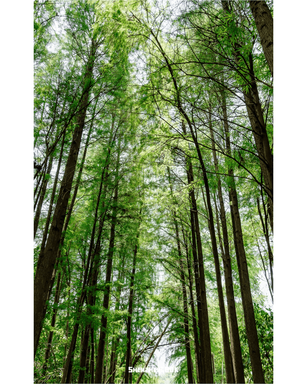 深圳最大瀑布群馬巒山觀賞攻略💧新手友善難度低❗️放假溯溪、露營一流✨