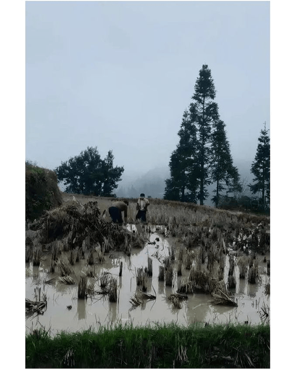 深圳蛇口限定Artwalk路線🚶‍♀️沿途睇20位藝術家作品🎨兼打卡1930s巴黎街景