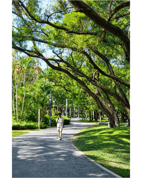 深圳蛇口四海公園避暑一流🌳白色玻璃屋Cafe+睇夏日白荷花海☕️大草坪樹蔭放空勁Chill