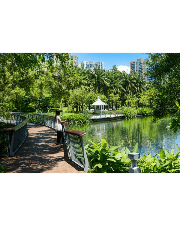 深圳蛇口四海公園避暑一流🌳白色玻璃屋Cafe+睇夏日白荷花海☕️大草坪樹蔭放空勁Chill