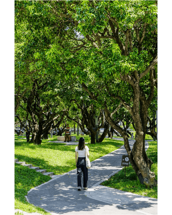 深圳蛇口四海公園避暑一流🌳白色玻璃屋Cafe+睇夏日白荷花海☕️大草坪樹蔭放空勁Chill