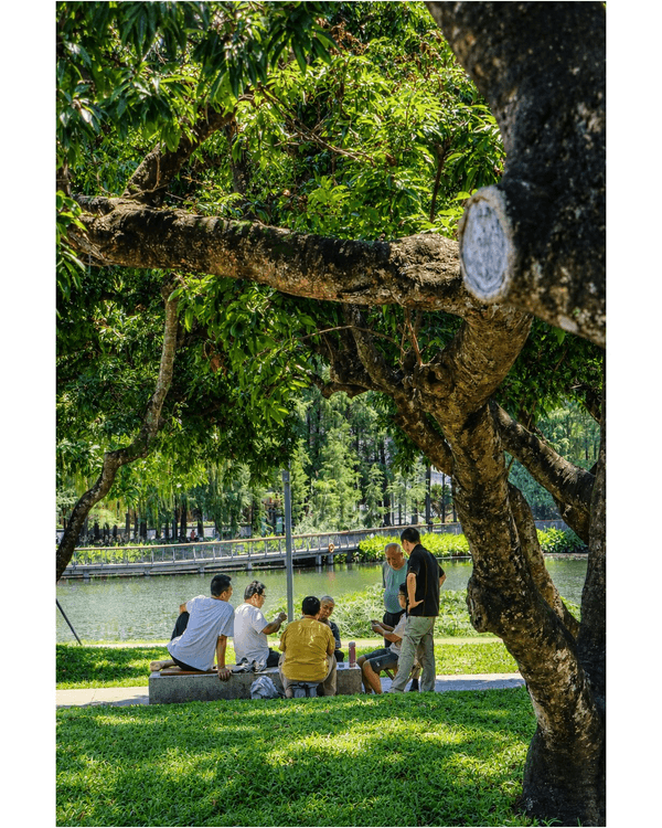 深圳蛇口四海公園避暑一流🌳白色玻璃屋Cafe+睇夏日白荷花海☕️大草坪樹蔭放空勁Chill