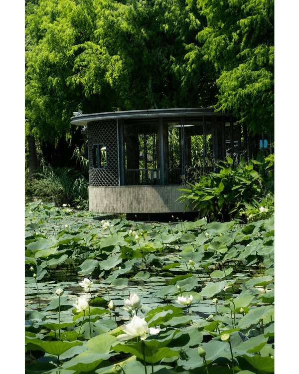 深圳蛇口四海公園避暑一流🌳白色玻璃屋Cafe+睇夏日白荷花海☕️大草坪樹蔭放空勁Chill