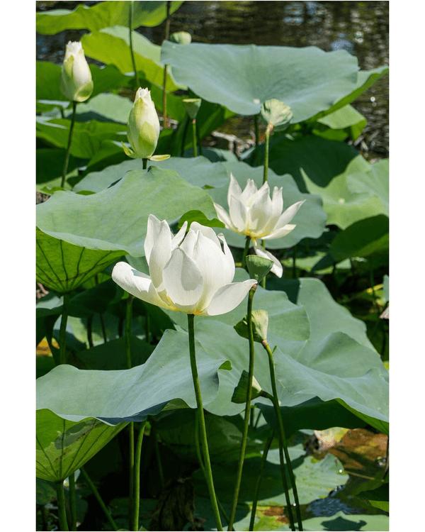 深圳蛇口四海公園避暑一流🌳白色玻璃屋Cafe+睇夏日白荷花海☕️大草坪樹蔭放空勁Chill