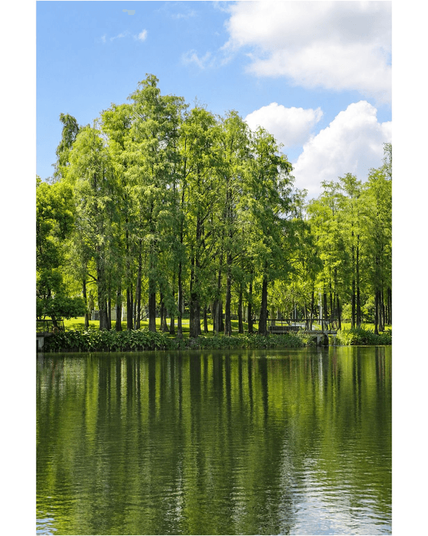 深圳蛇口四海公園避暑一流🌳白色玻璃屋Cafe+睇夏日白荷花海☕️大草坪樹蔭放空勁Chill