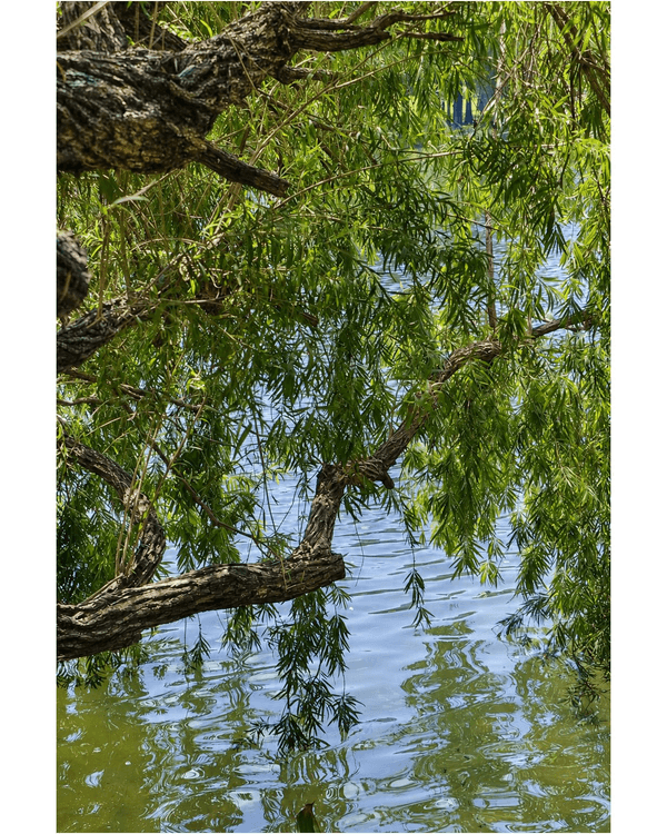 深圳蛇口四海公園避暑一流🌳白色玻璃屋Cafe+睇夏日白荷花海☕️大草坪樹蔭放空勁Chill