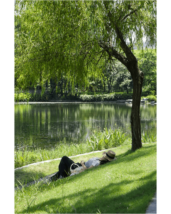 深圳蛇口四海公園避暑一流🌳白色玻璃屋Cafe+睇夏日白荷花海☕️大草坪樹蔭放空勁Chill