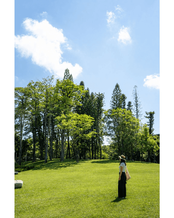 深圳蛇口四海公園避暑一流🌳白色玻璃屋Cafe+睇夏日白荷花海☕️大草坪樹蔭放空勁Chill