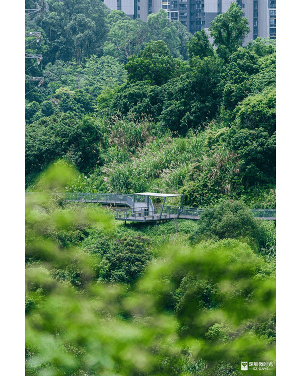深圳龍崗驚現「紐約Vessel」？📸三聯郊野公園睇空中棧道日落+近距離追高鐵🚄