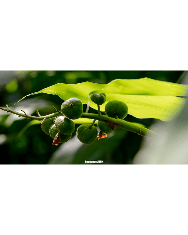 深圳羅湖仙湖植物園￥15超好行🍃睇1000+仙人掌🌵3大溫室+夢幻荷塘雨天放鬆必去！
