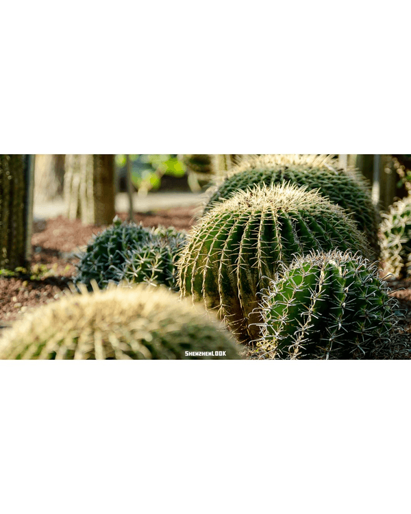 深圳羅湖仙湖植物園￥15超好行🍃睇1000+仙人掌🌵3大溫室+夢幻荷塘雨天放鬆必去！