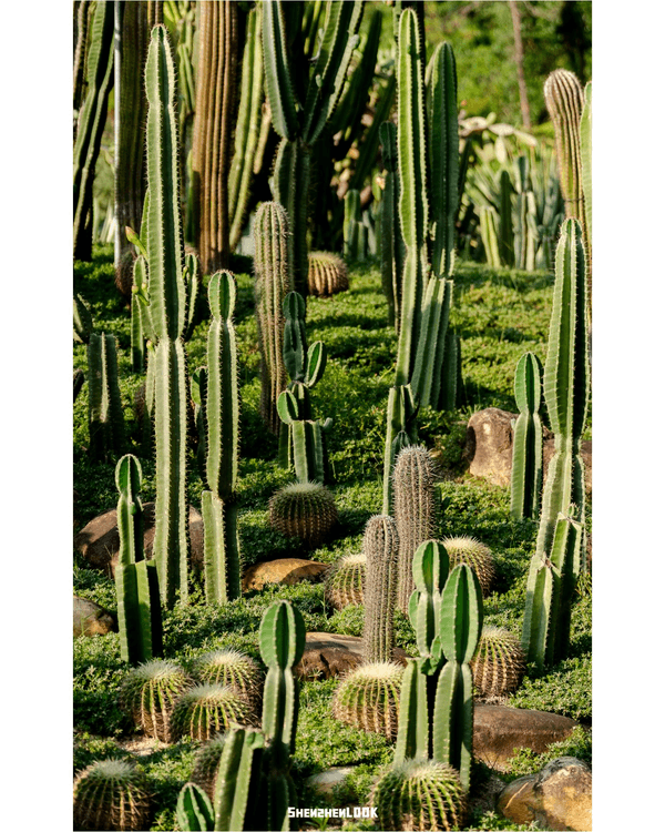 深圳羅湖仙湖植物園￥15超好行🍃睇1000+仙人掌🌵3大溫室+夢幻荷塘雨天放鬆必去！