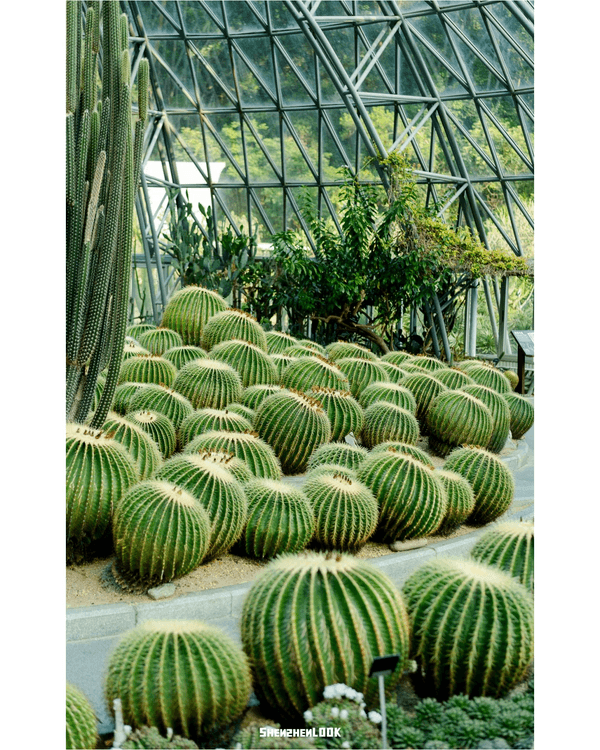 深圳羅湖仙湖植物園￥15超好行🍃睇1000+仙人掌🌵3大溫室+夢幻荷塘雨天放鬆必去！