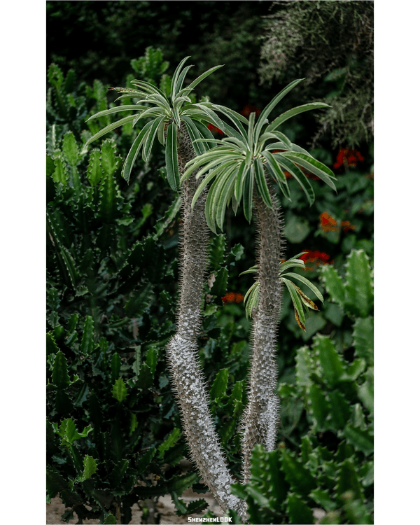 深圳羅湖仙湖植物園￥15超好行🍃睇1000+仙人掌🌵3大溫室+夢幻荷塘雨天放鬆必去！