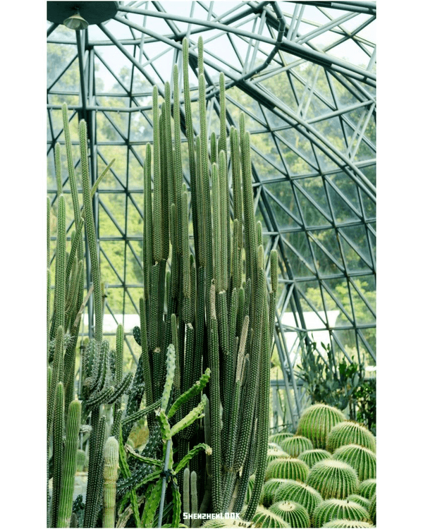 深圳羅湖仙湖植物園￥15超好行🍃睇1000+仙人掌🌵3大溫室+夢幻荷塘雨天放鬆必去！