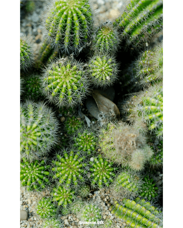深圳羅湖仙湖植物園￥15超好行🍃睇1000+仙人掌🌵3大溫室+夢幻荷塘雨天放鬆必去！