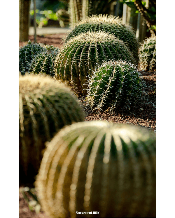 深圳羅湖仙湖植物園￥15超好行🍃睇1000+仙人掌🌵3大溫室+夢幻荷塘雨天放鬆必去！