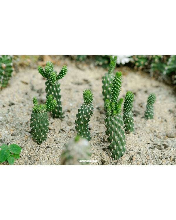 深圳羅湖仙湖植物園￥15超好行🍃睇1000+仙人掌🌵3大溫室+夢幻荷塘雨天放鬆必去！