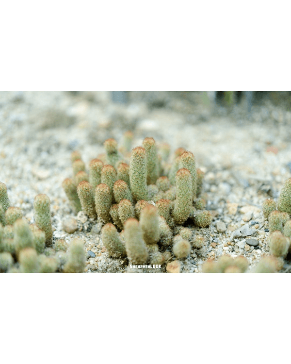 深圳羅湖仙湖植物園￥15超好行🍃睇1000+仙人掌🌵3大溫室+夢幻荷塘雨天放鬆必去！