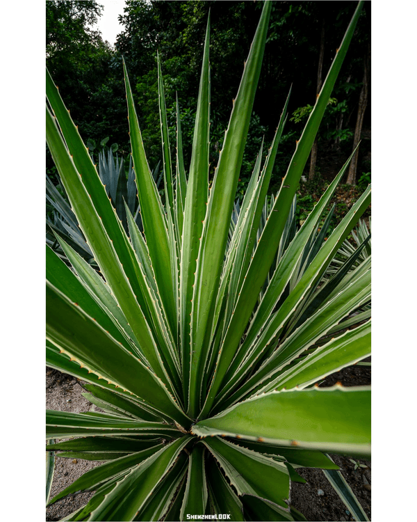 深圳羅湖仙湖植物園￥15超好行🍃睇1000+仙人掌🌵3大溫室+夢幻荷塘雨天放鬆必去！
