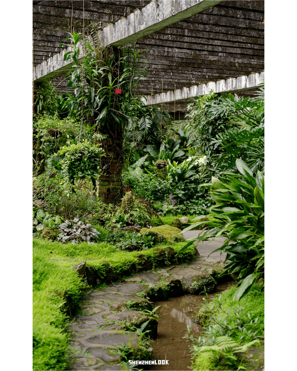 深圳羅湖仙湖植物園￥15超好行🍃睇1000+仙人掌🌵3大溫室+夢幻荷塘雨天放鬆必去！