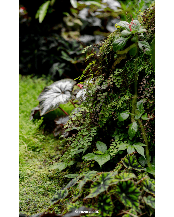 深圳羅湖仙湖植物園￥15超好行🍃睇1000+仙人掌🌵3大溫室+夢幻荷塘雨天放鬆必去！