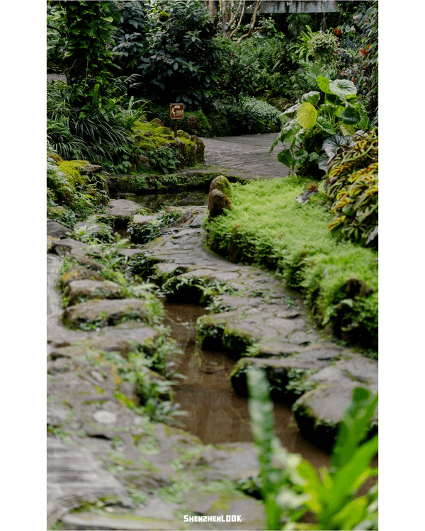 深圳羅湖仙湖植物園￥15超好行🍃睇1000+仙人掌🌵3大溫室+夢幻荷塘雨天放鬆必去！