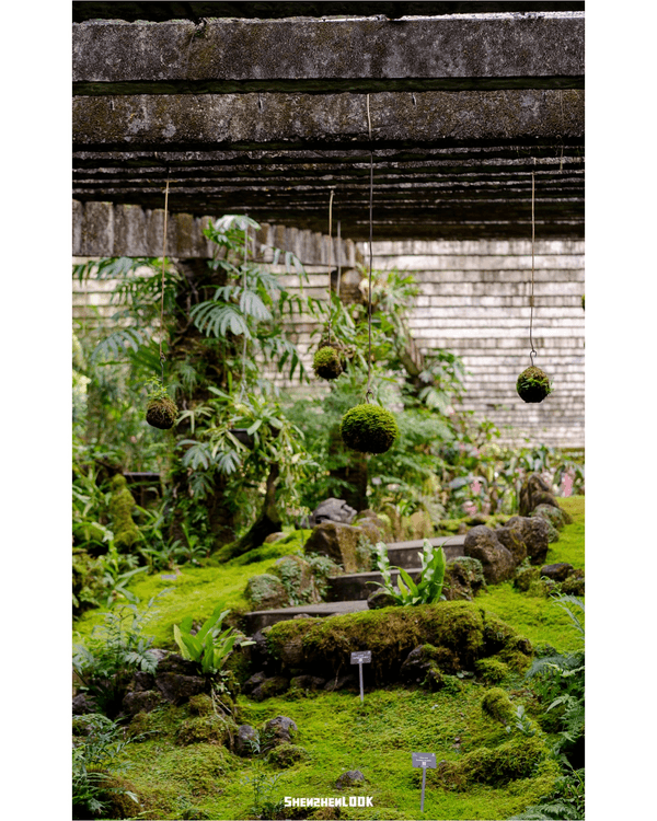 深圳羅湖仙湖植物園￥15超好行🍃睇1000+仙人掌🌵3大溫室+夢幻荷塘雨天放鬆必去！