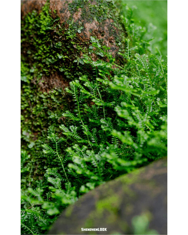 深圳羅湖仙湖植物園￥15超好行🍃睇1000+仙人掌🌵3大溫室+夢幻荷塘雨天放鬆必去！