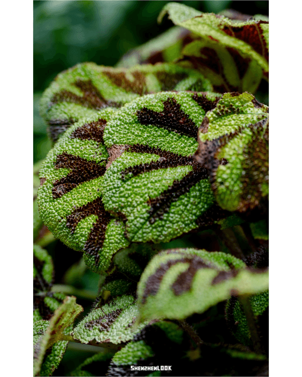 深圳羅湖仙湖植物園￥15超好行🍃睇1000+仙人掌🌵3大溫室+夢幻荷塘雨天放鬆必去！