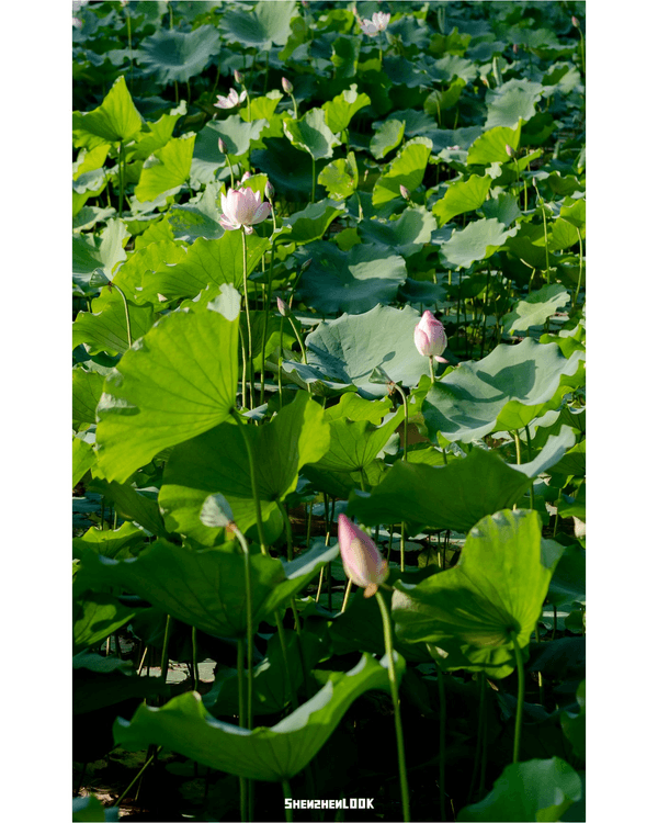 深圳羅湖仙湖植物園￥15超好行🍃睇1000+仙人掌🌵3大溫室+夢幻荷塘雨天放鬆必去！