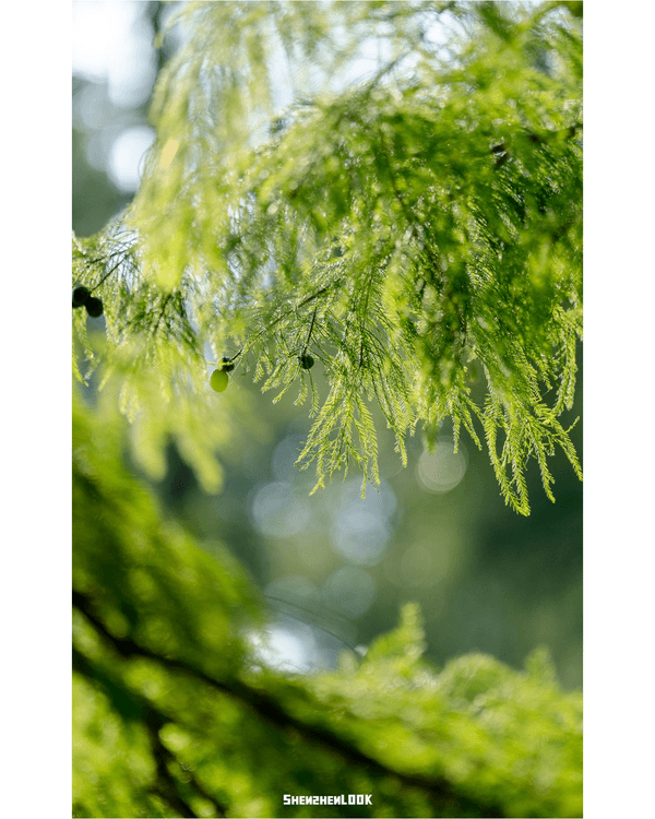 深圳羅湖仙湖植物園￥15超好行🍃睇1000+仙人掌🌵3大溫室+夢幻荷塘雨天放鬆必去！