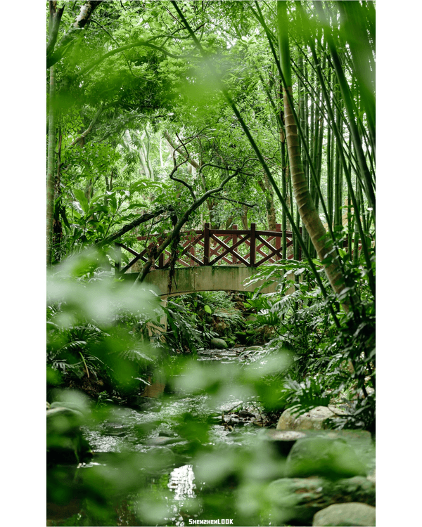 深圳羅湖仙湖植物園￥15超好行🍃睇1000+仙人掌🌵3大溫室+夢幻荷塘雨天放鬆必去！