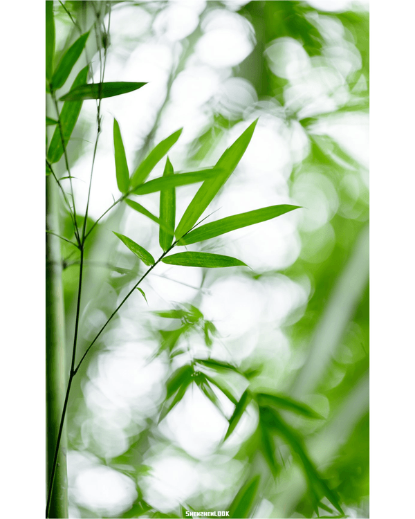 深圳羅湖仙湖植物園￥15超好行🍃睇1000+仙人掌🌵3大溫室+夢幻荷塘雨天放鬆必去！