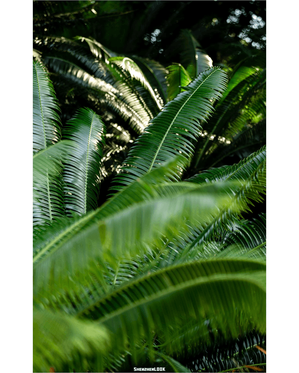 深圳羅湖仙湖植物園￥15超好行🍃睇1000+仙人掌🌵3大溫室+夢幻荷塘雨天放鬆必去！