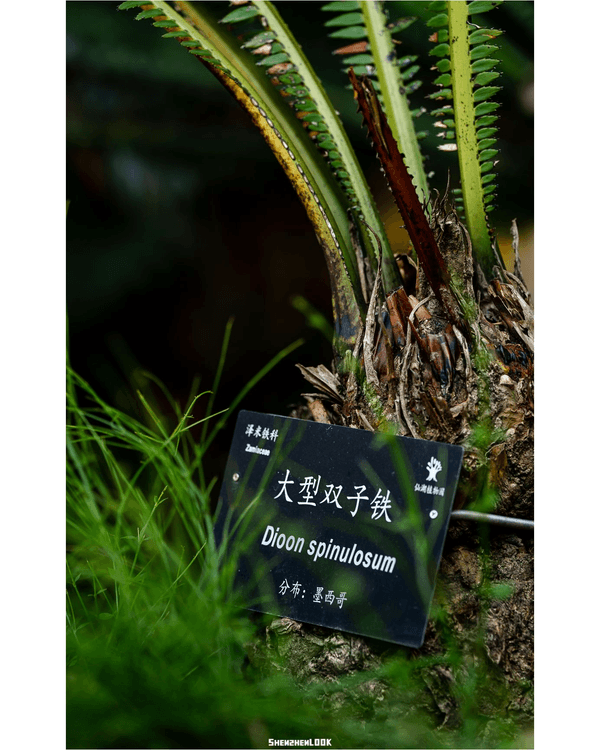 深圳羅湖仙湖植物園￥15超好行🍃睇1000+仙人掌🌵3大溫室+夢幻荷塘雨天放鬆必去！