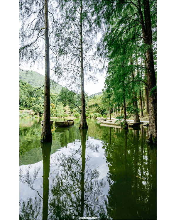 深圳羅湖仙湖植物園￥15超好行🍃睇1000+仙人掌🌵3大溫室+夢幻荷塘雨天放鬆必去！