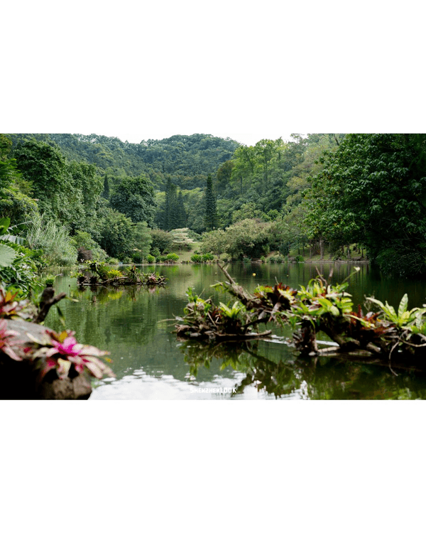 深圳羅湖仙湖植物園￥15超好行🍃睇1000+仙人掌🌵3大溫室+夢幻荷塘雨天放鬆必去！