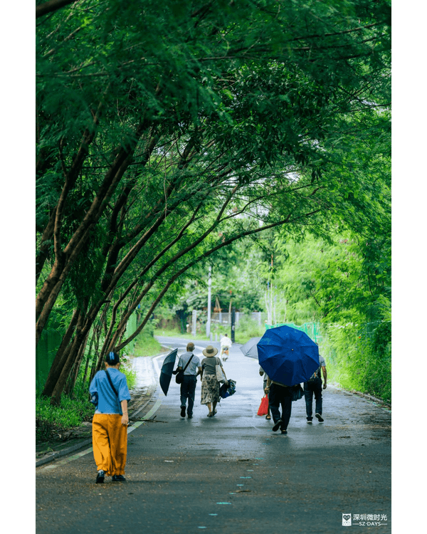 深圳光明天青色觀湖雲橋開放🏞️20km環湖行山徑必打卡！仲有單車路+新國際美術館🚲
