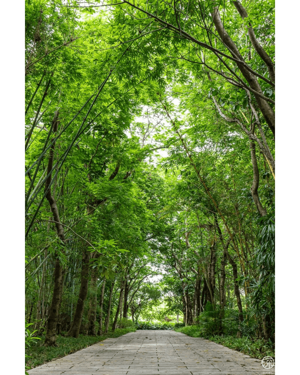 深圳福田園博園4大仙氣打卡Cafe🍎巨型大蘋果+南法莊園下午茶☕️仲有得近距離摸袋鼠！