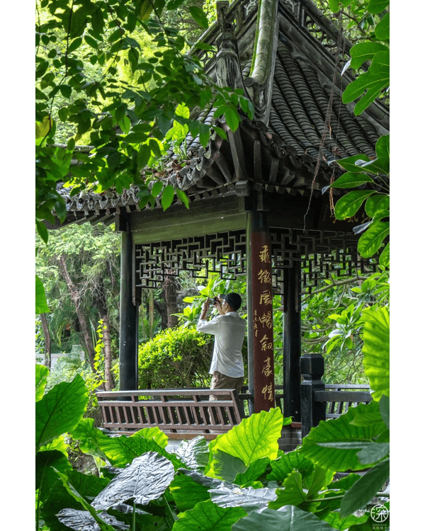 深圳福田園博園4大仙氣打卡Cafe🍎巨型大蘋果+南法莊園下午茶☕️仲有得近距離摸袋鼠！