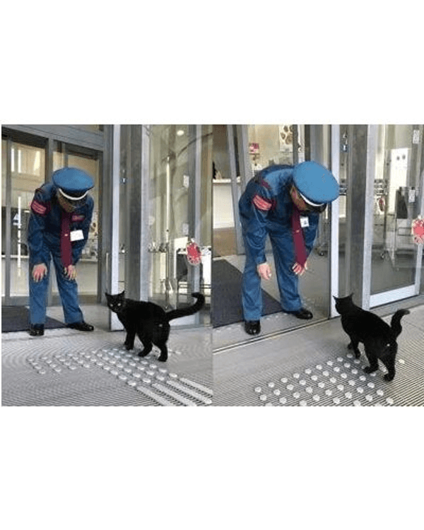 日本黑貓與保安「大戰」8年🐱終於成功闖入美術館！保安親抱畫面惹喊網友😭