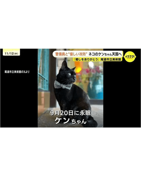 日本黑貓與保安「大戰」8年🐱終於成功闖入美術館！保安親抱畫面惹喊網友😭