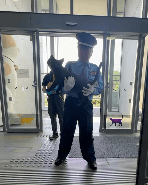 日本黑貓與保安「大戰」8年🐱終於成功闖入美術館！保安親抱畫面惹喊網友😭