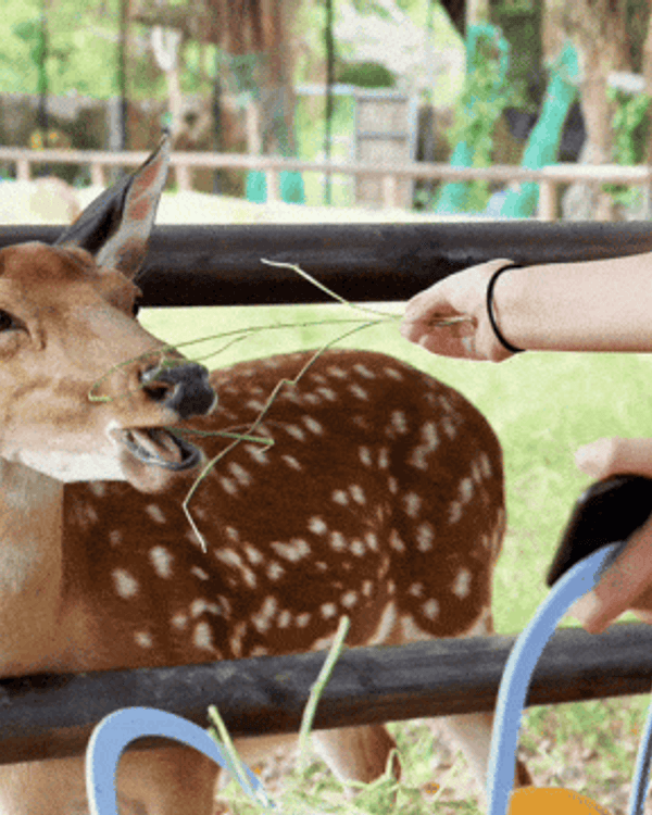 深圳坪山爆紅「小奈良」森林農場🦌DIY土窯Pizza+餵鹿🍕仲有得做手工藝勁正！